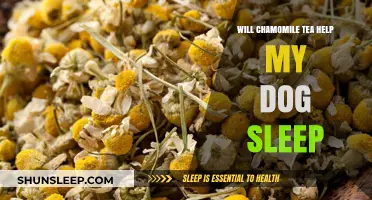 Can Chamomile Tea Safely Help Your Dog Sleep Better?