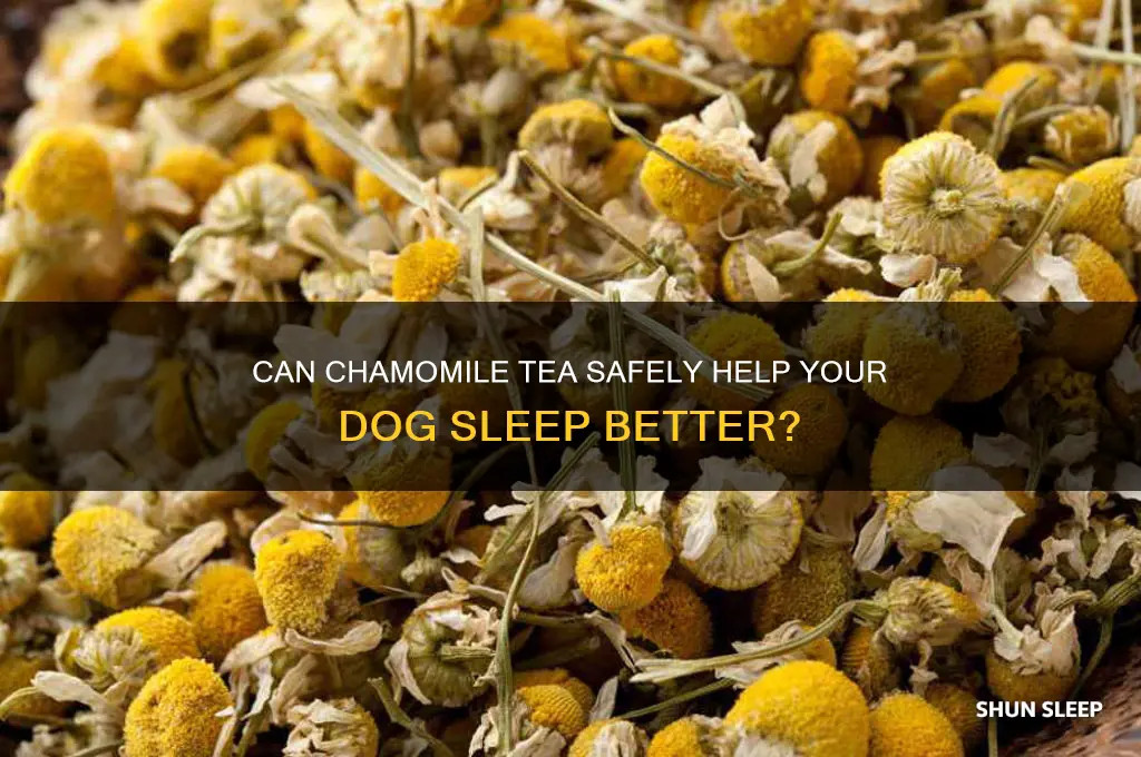will chamomile tea help my dog sleep