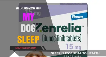 Can Clindamycin Aid Your Dog's Sleep? What Owners Should Know