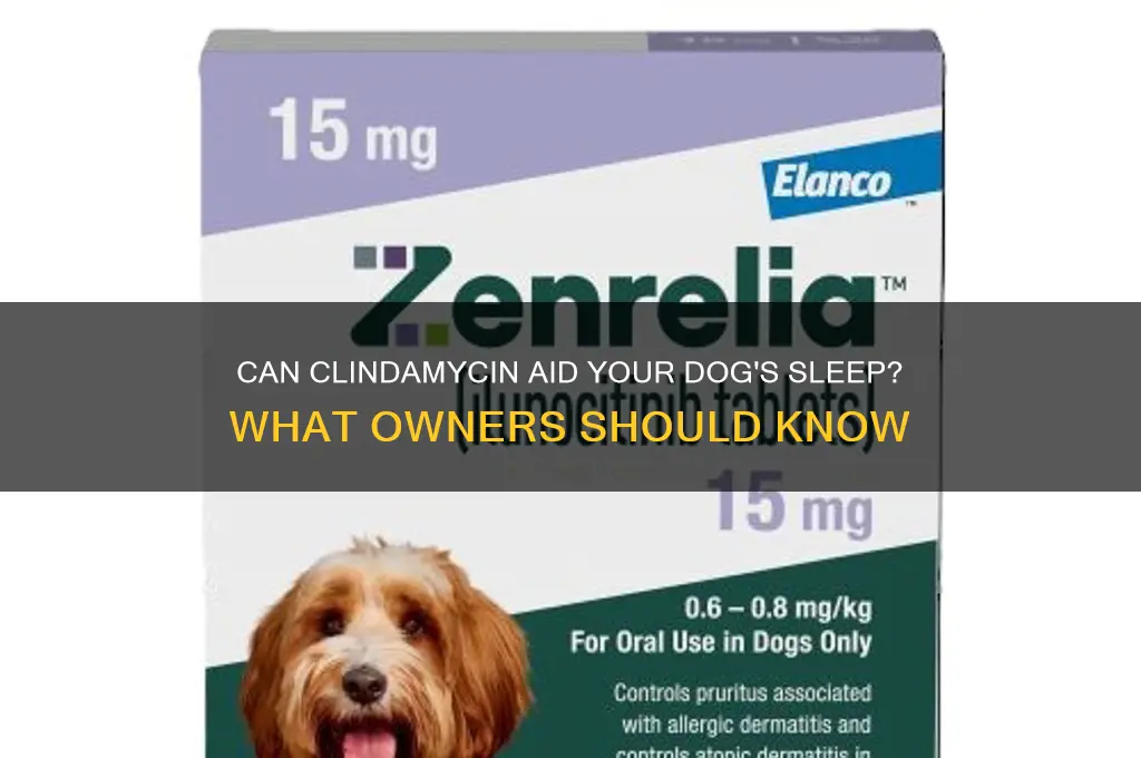 will clindamycin help my dog sleep