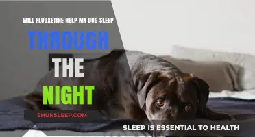 Fluoxetine for Dogs: Can It Improve Nighttime Sleep?