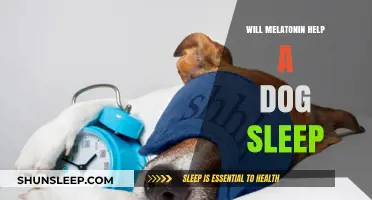 Can Melatonin Safely Improve Your Dog's Sleep Quality?