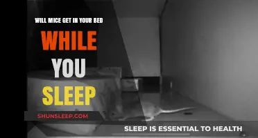 Do Mice Crawl into Beds at Night? Facts and Prevention Tips