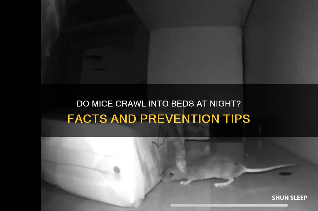 will mice get in your bed while you sleep