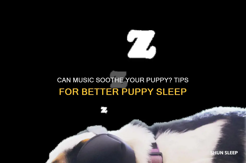 will music help my puppy sleep