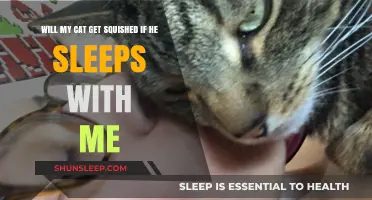 Can Cats Safely Sleep with You? Squish-Free Tips for Co-Sleeping