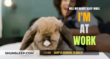How Much Sleep Do Rabbits Need During the Day?