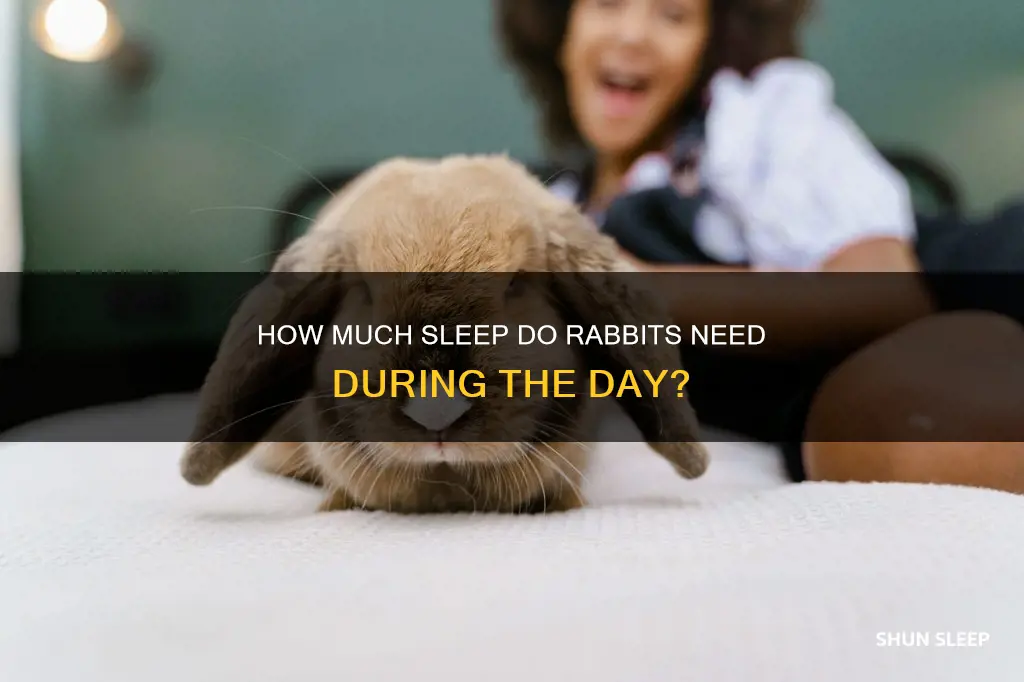 will my rabbit sleep while i