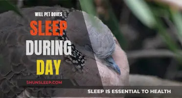 Daytime Sleep Patterns of Pet Doves Explored