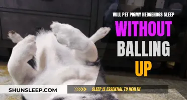 Hedgehog Habits: Sleeping Without Balling Up?