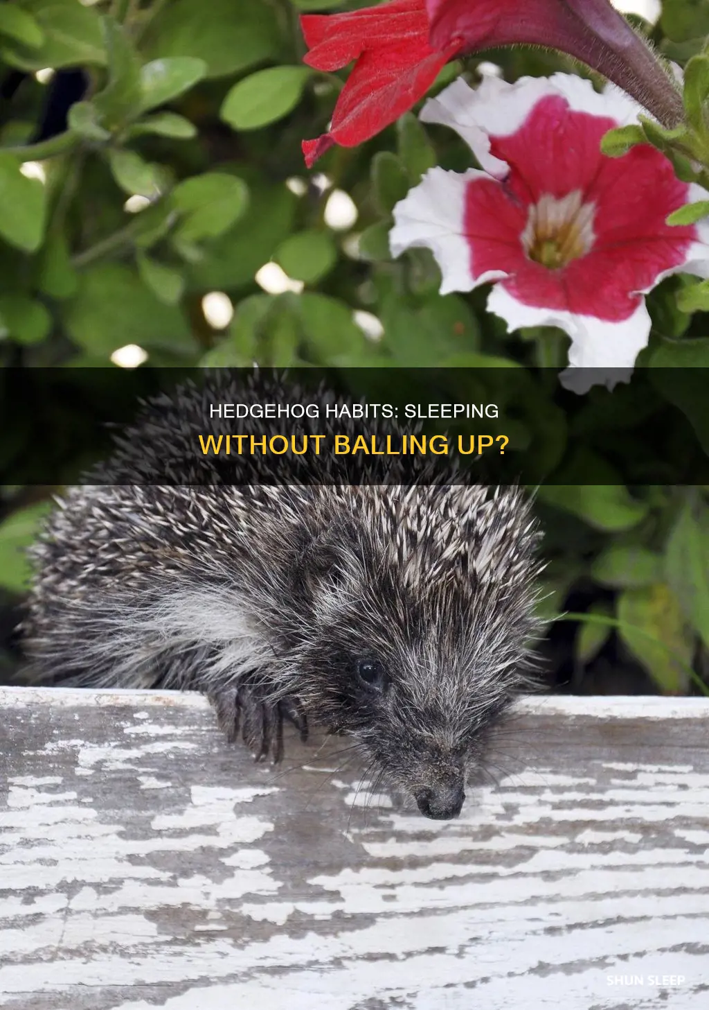 will pet pigmy hedgehogs sleep without balling up