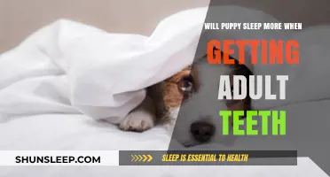Puppy Teething and Sleep: Does Adult Teeth Growth Increase Rest?