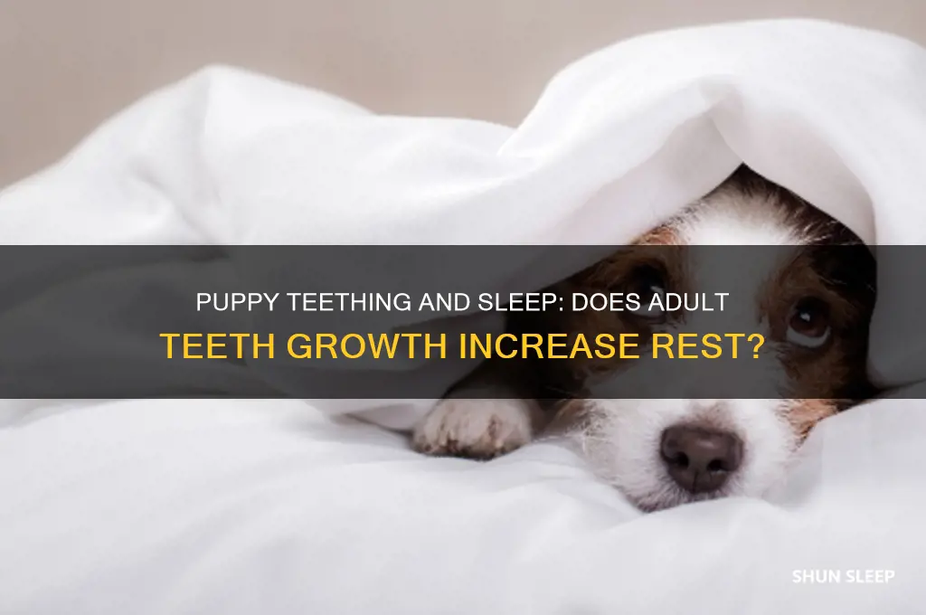 will puppy sleep more when getting adult teeth