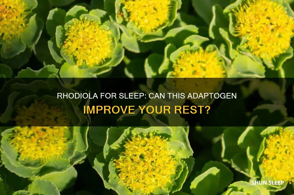 will rhodiola help me sleep