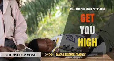 Can Sleeping Near Pot Plants Actually Get You High? The Truth