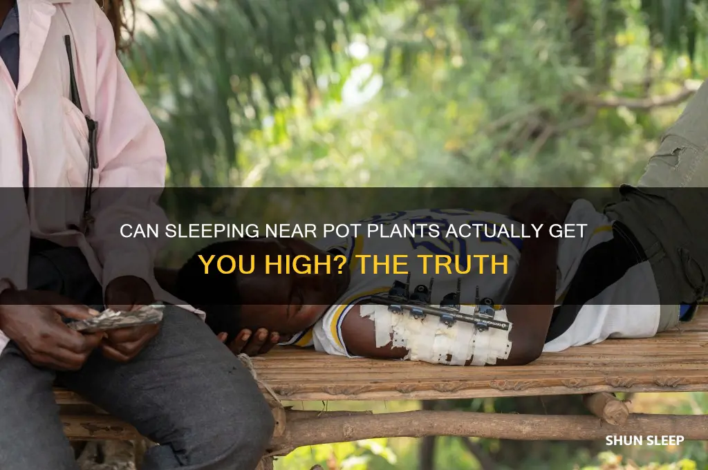 will sleeping near pot plants get you high