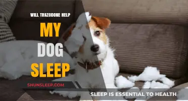 Can Trazodone Improve Your Dog's Sleep Quality? Expert Insights