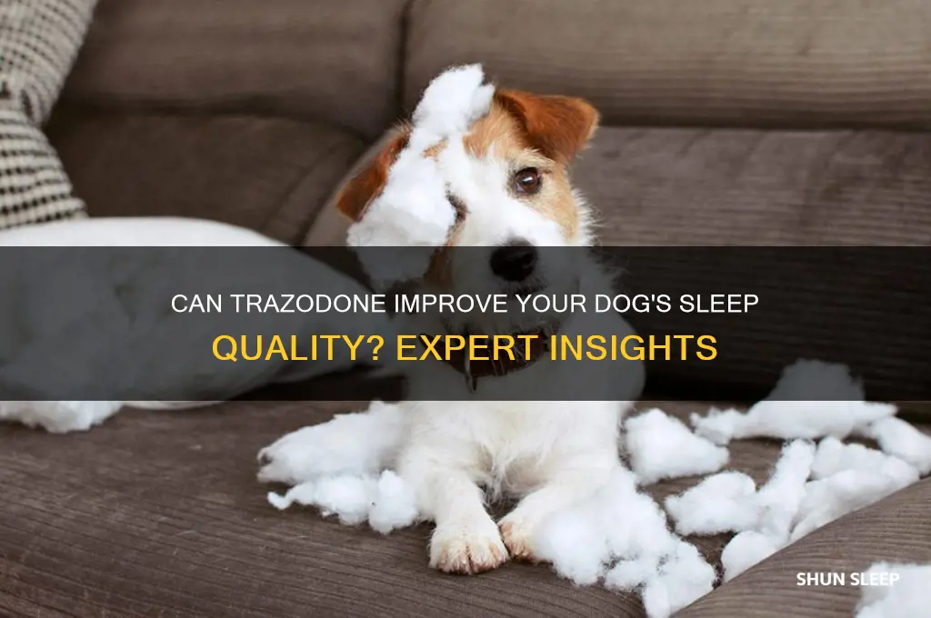 will trazodone help my dog sleep