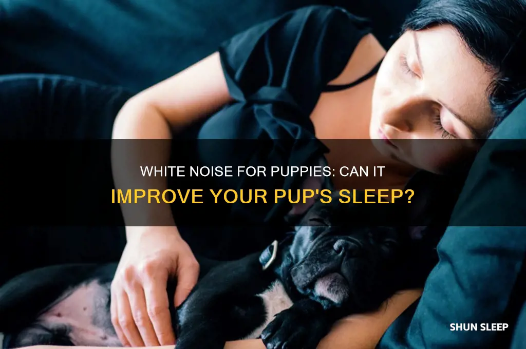 will white noise help my puppy sleep