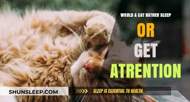 Cats' Dilemma: Sleep or Attention – Which Do They Truly Prefer?