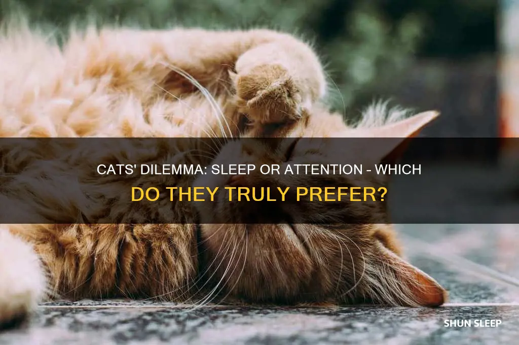 would a cat rather sleep or get atrention